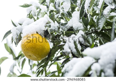 Close up snow piled up on yellow citrus natsudaidai fruit view from side