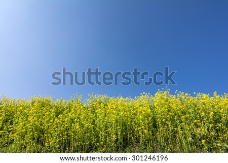 Yellow cole flower field under blue sky