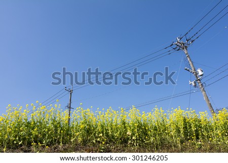 Cole flower field and electric wire under blue sky