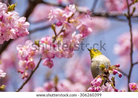 Japanese white-eye bird (Zosterops japonicus) on cherry blossoms in early spring