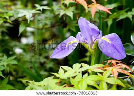 Purple japanese iris blooming in green garden
