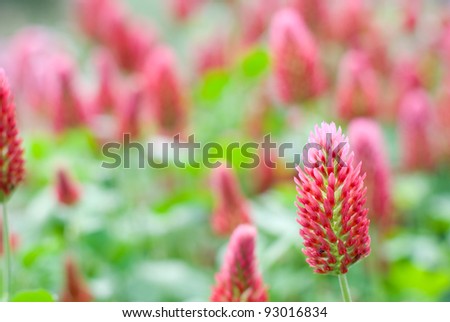 Crimson clover flower blooming all over the field