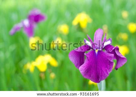 Purple japanese iris with blur of yellow iris