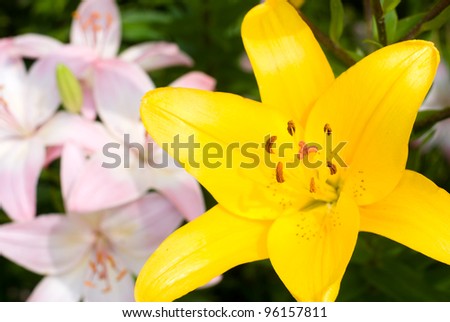 Yellow asiatic lily bloom in front of pink lily