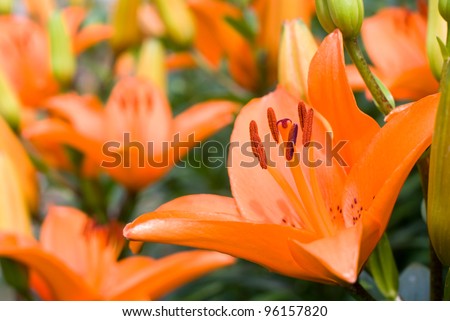 Full blooming of deep orange asiatic lily in flower garden