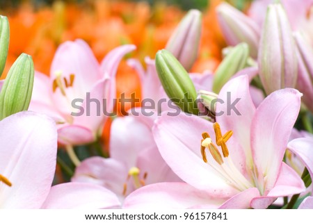 Pink asiatic lily bloom in front of deep orange lily background