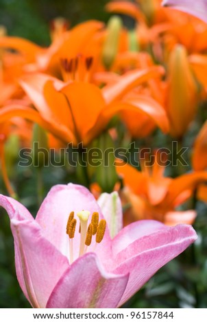 One of pink asiatic lily bloom in front of deep orange lily