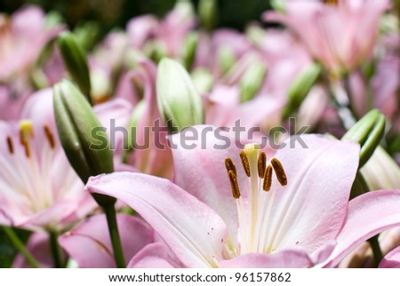Pink asiatic lily to bloom all over in flower garden