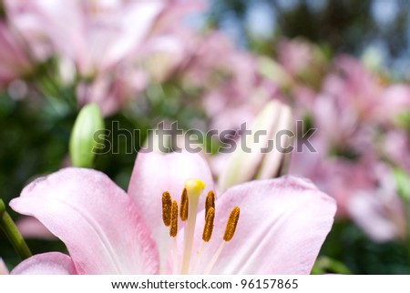 Close up of pink asiatic lily in flower garden