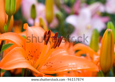 Deep orange asiatic lily bloom in front of pink lily