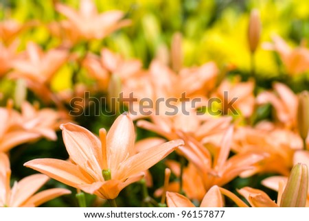Orange and yellow asiatic lily to bloom all over in flower garden