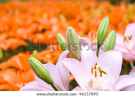 Pink asiatic lily bloom in front of deep orange lily background