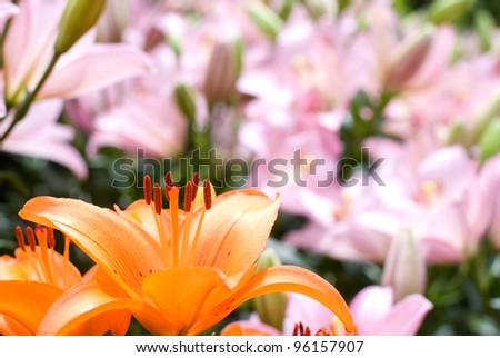 Close up of deep orange asiatic lily bloom in front of pink lily
