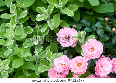 Pink rose flowers and pineapple mint leaves in the flower garden
