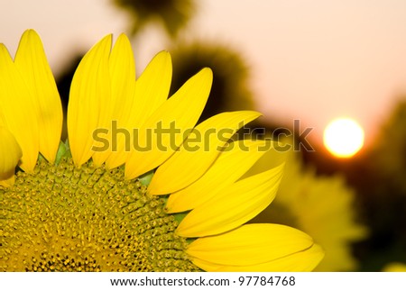 Setting sun and close up of sunflower petals