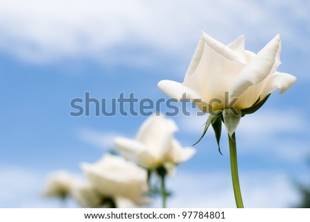 White rose flowers line under summer sky