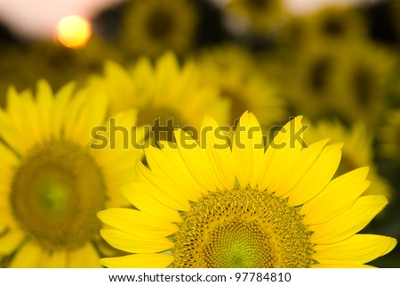 Setting sun and yellow flower field of sunflower