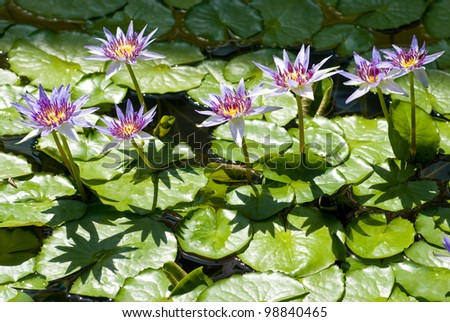 Purple water lily flower line on leaf background