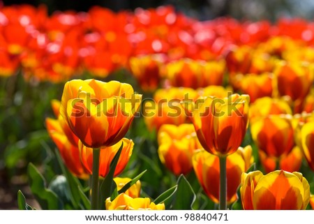 Two tone warm color tulip flower field