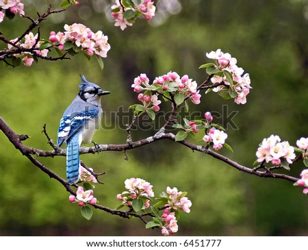 cherry tree blossom drawing. a cherry tree in lossom