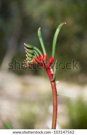 Kangaroo Paw, an Australian Wildflower