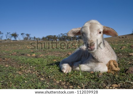 A cute lamb looking at the camera, while lying on the ground in a paddock on an Australian farm.