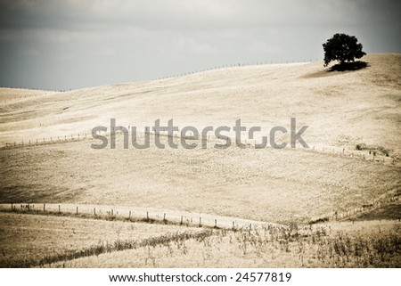 Isolated Tree in Desolate Landscape