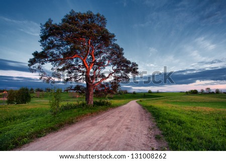 pine in the setting sun on the road in a field