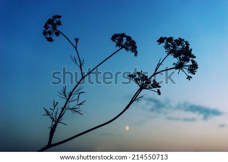 Bush silhouette against the blue sky at sunset