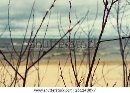 Yellow sandy quiet beach and sea with waves through the willow branches in early spring. Baltic sea, Europe