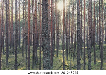 The spring sun shines through a line of pine trees in the forest by the sea. Latvia
