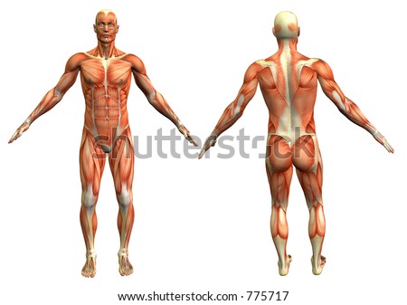 the anatomical man