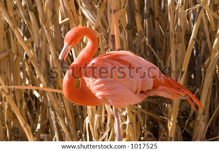 bright flamingo