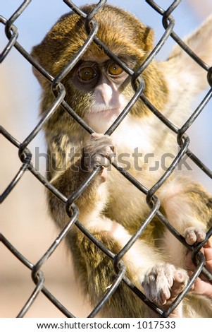 captive monkey