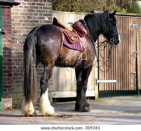 Saddled Shire Horse waiting for rider