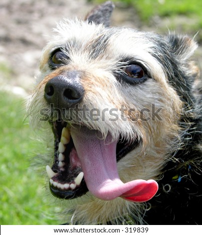 Dog with long tongue hanging out