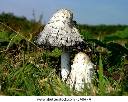 Wild mushroom in grass (common name: lawyer\'s wig)