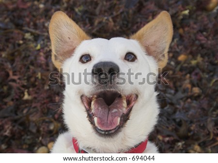 Laughing/smiling dog (or he might just be barking)