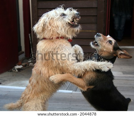Two dogs fighting. (They were just playing and did not hurt each other)