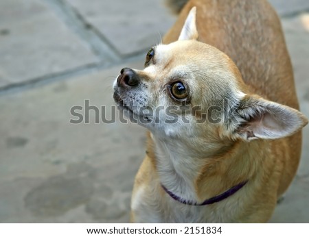 Short-haired Chihuahua looking up