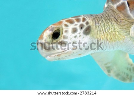 Loggerhead Water Turtle close-up with turquoise background