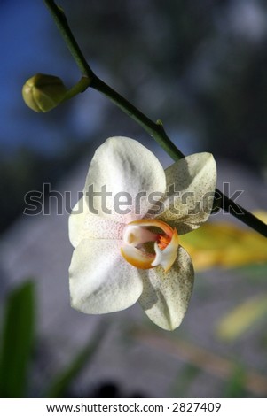 Pale Orchid