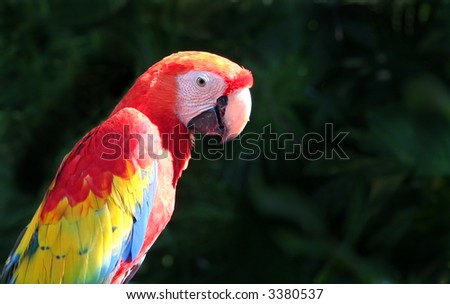 Parrot profile isolated on black