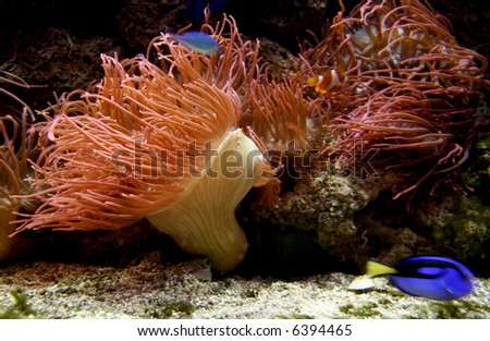 Aquarium with beautiful red life coral
