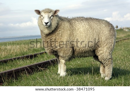Fine looking sheep standing on a field crossed by an old railway line