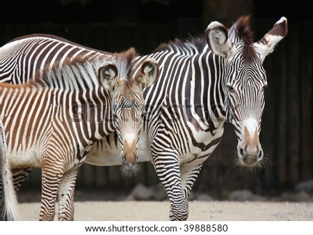 Zebra mum with young