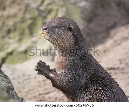 Oriental Small-clawed  otter (Aonyx cinerea) looks like he is praying