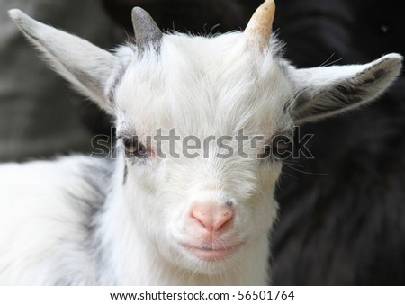Portrait of a cute white baby goat with a pink nose