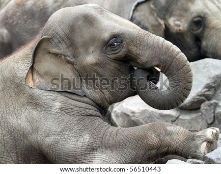Young elephant bull profile with rolled up trunk in his mouth