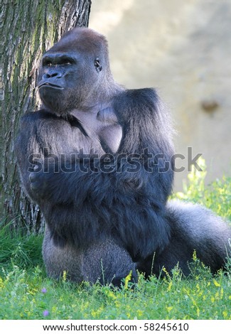 gorilla tree